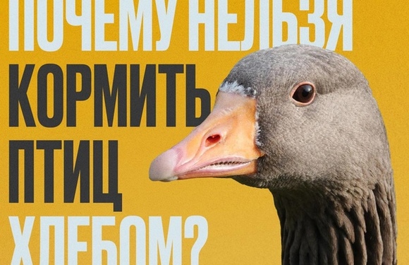 Можно ли кормить птиц хлебом?