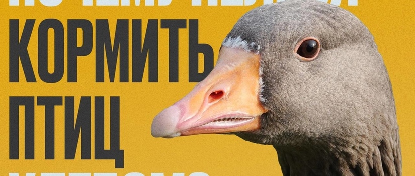 Можно ли кормить птиц хлебом?