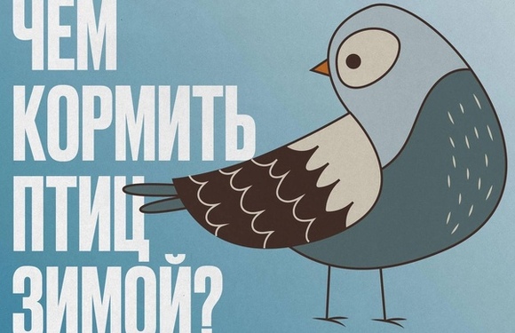 Как подкармливать пернатых зимой?